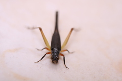 Trigonidium cicindeloides