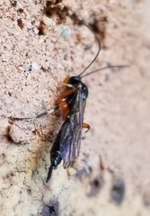 Pimpla pedalis