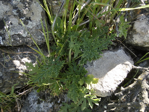 Blumenbachia dissecta (Blumenbachia dissecta)