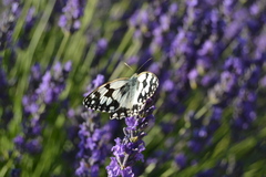 Melanargia lachesis