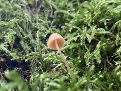 Mycena rosella