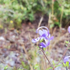 Trichostema setaceum
