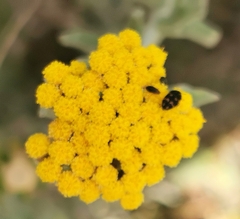 Helichrysum dasyanthum