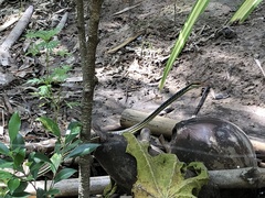 Dendrelaphis pictus