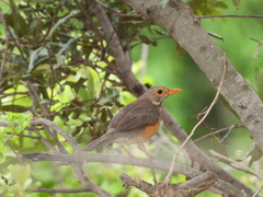 Turdus libonyana