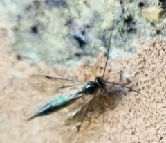 Pimpla pedalis