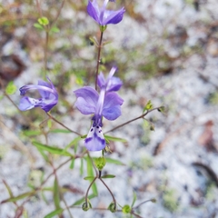 Trichostema setaceum