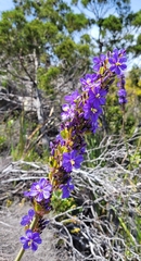 Aristea capitata