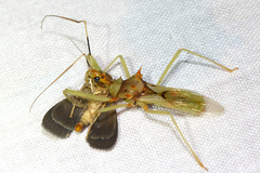 Ploeogaster