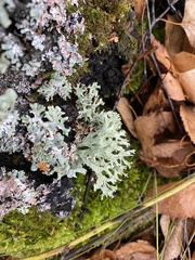 Evernia