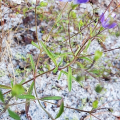 Trichostema setaceum