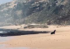 Arctocephalus pusillus pusillus