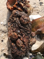 Pyura stolonifera