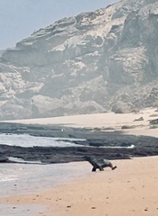 Arctocephalus pusillus pusillus