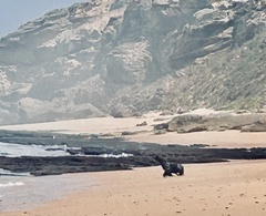 Arctocephalus pusillus pusillus