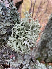 Evernia