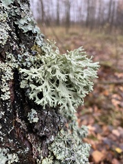 Evernia