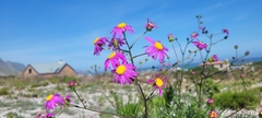 Senecio umbellatus