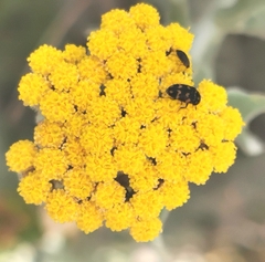 Helichrysum dasyanthum