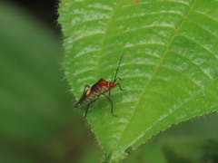 Hypselonotus interruptus