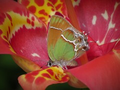 Callophrys xami xami