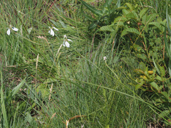 Moraea brevistyla