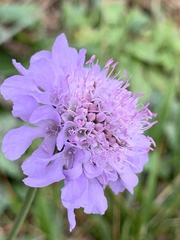 Scabiosa lucida