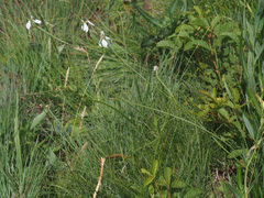 Moraea brevistyla