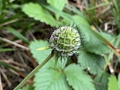 Scabiosa lucida