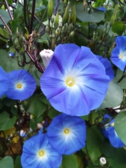 Ipomoea tricolor