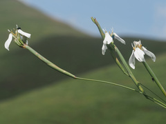 Moraea brevistyla