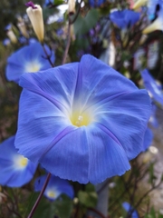 Ipomoea tricolor