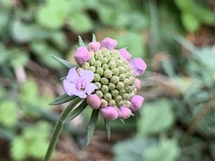Scabiosa lucida