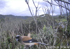 Dendrocitta formosae formosae