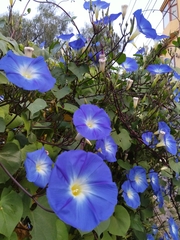Ipomoea tricolor