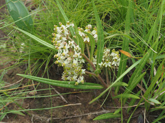 Xysmalobium involucratum
