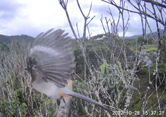 Dendrocitta formosae formosae