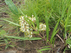 Xysmalobium involucratum