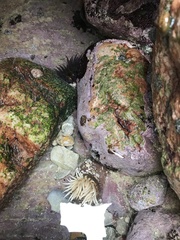 Anthopleura michaelseni