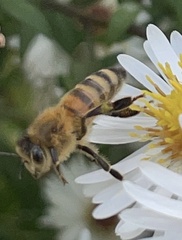 Apis mellifera