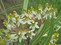 Xysmalobium involucratum