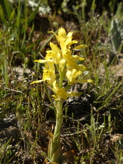 Chloraea gavilu