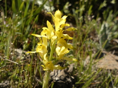 Chloraea gavilu