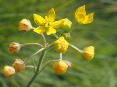 Aspidonepsis diploglossa