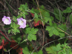 Geranium wakkerstroomianum