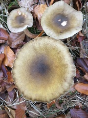 Armillaria mellea
