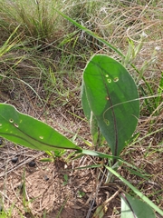 Gerbera piloselloides