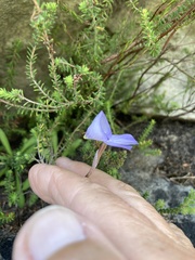 Disa maculata