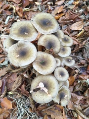 Armillaria mellea