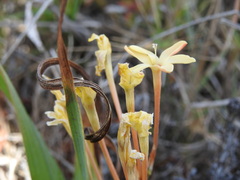 Ixia paniculata